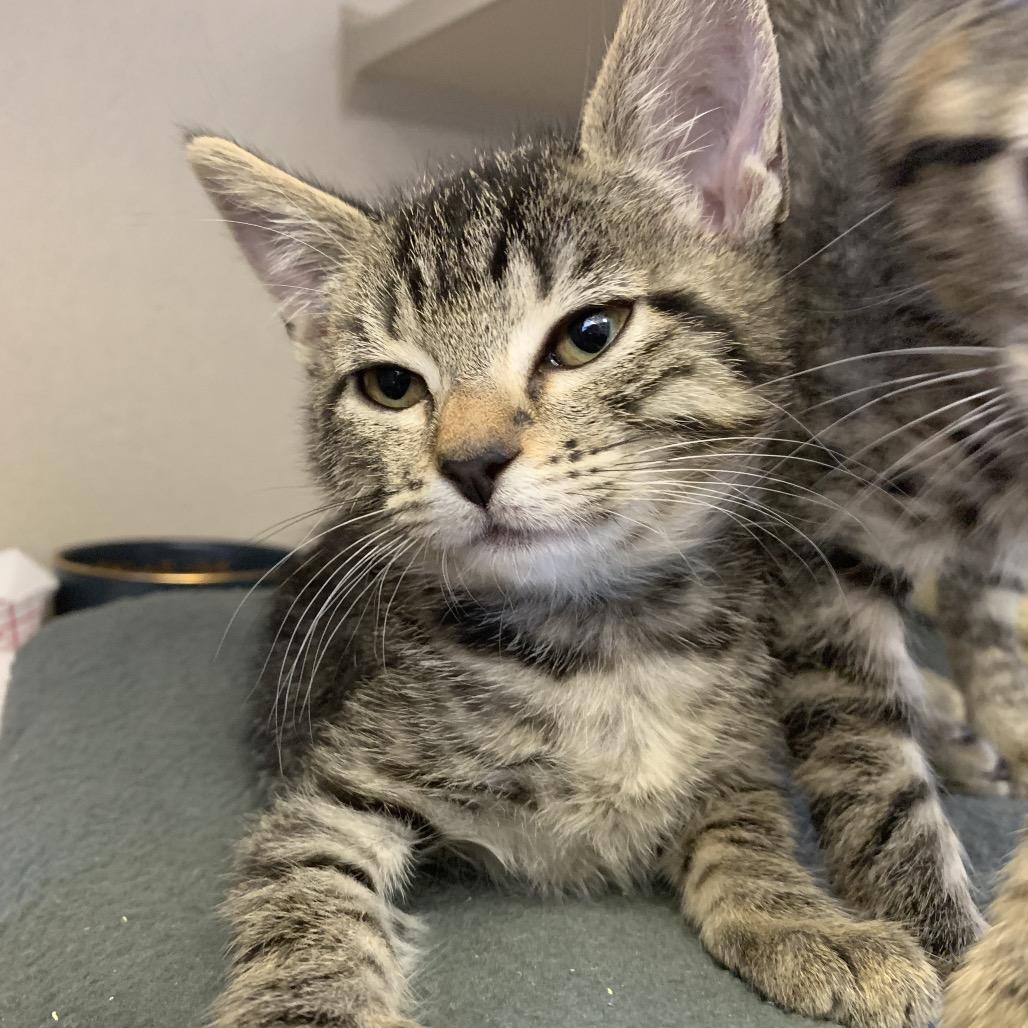 Aventurine (green collar), Adoptable, Kitten Female Domestic Short Hair.