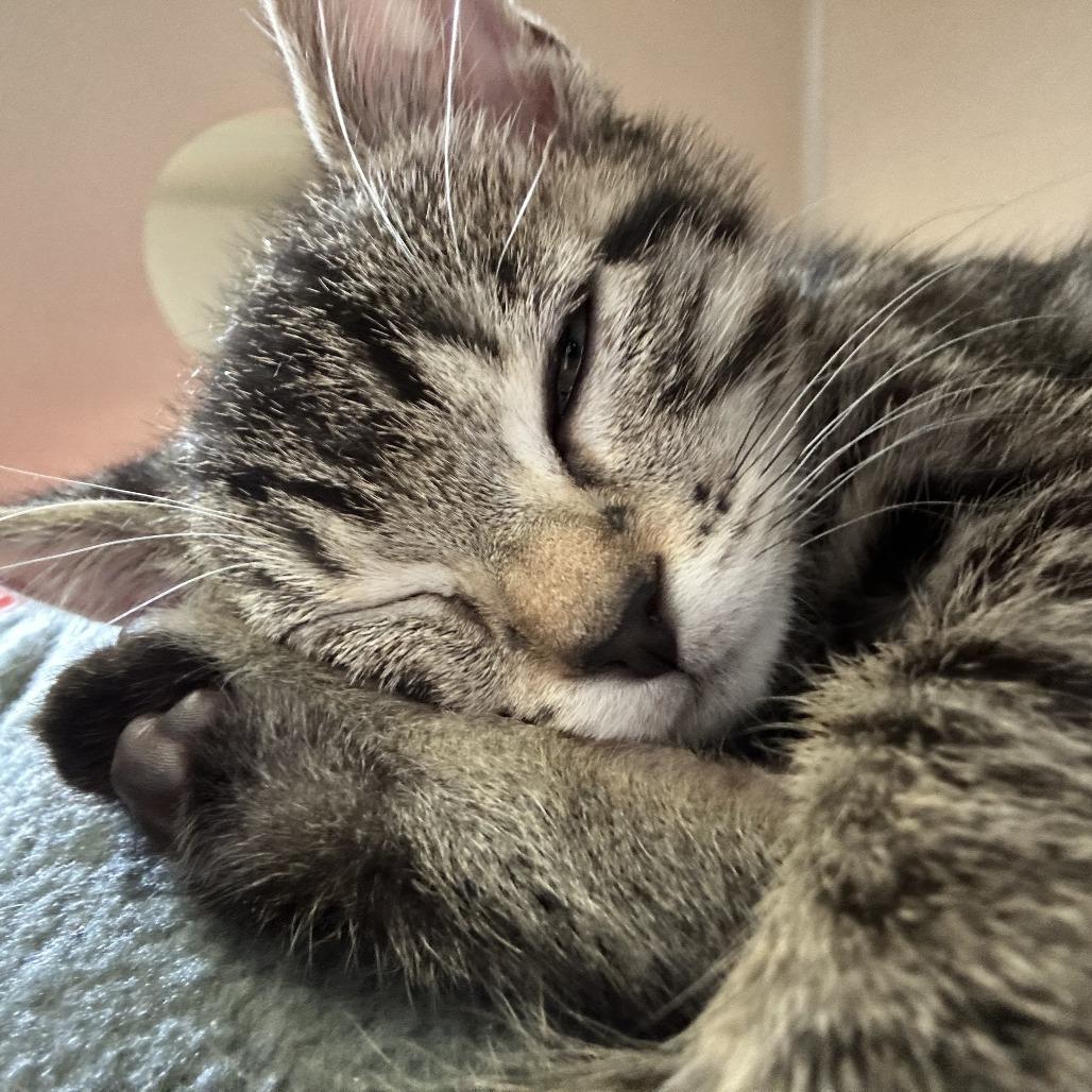 Enlarge Aventurine (green collar), a Adoptable Domestic Short Hair in Redwood City, CA image 2/2