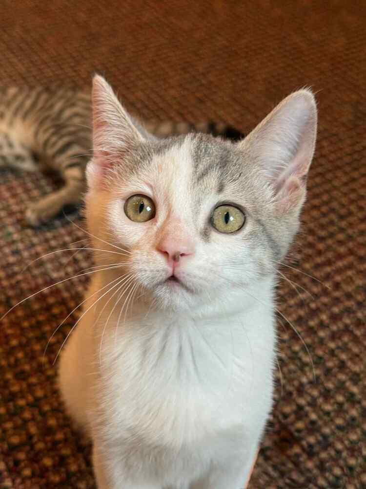 Darling, Adoptable, Kitten Female Domestic Short Hair.