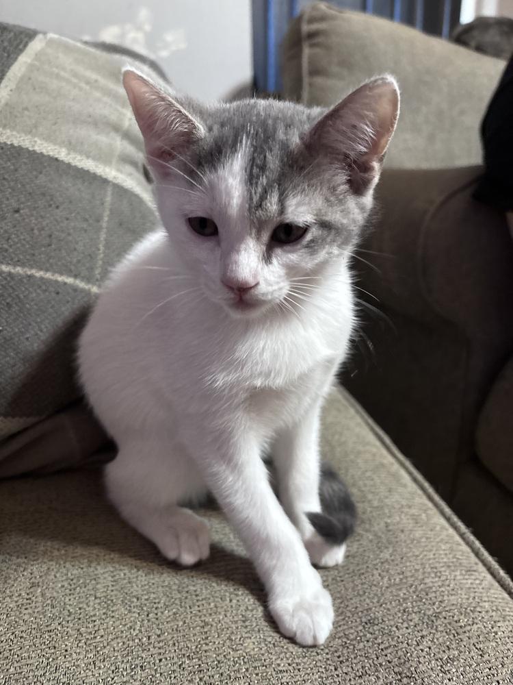 Enlarge Darling, a Adoptable Domestic Short Hair in Harpers Ferry, WV image 2/2