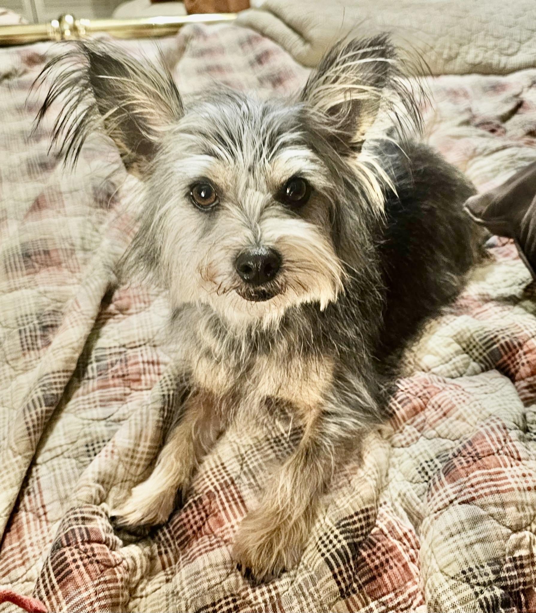 Enlarge Kiya Turner, an adopted Yorkshire Terrier in Plano, TX image 1/1