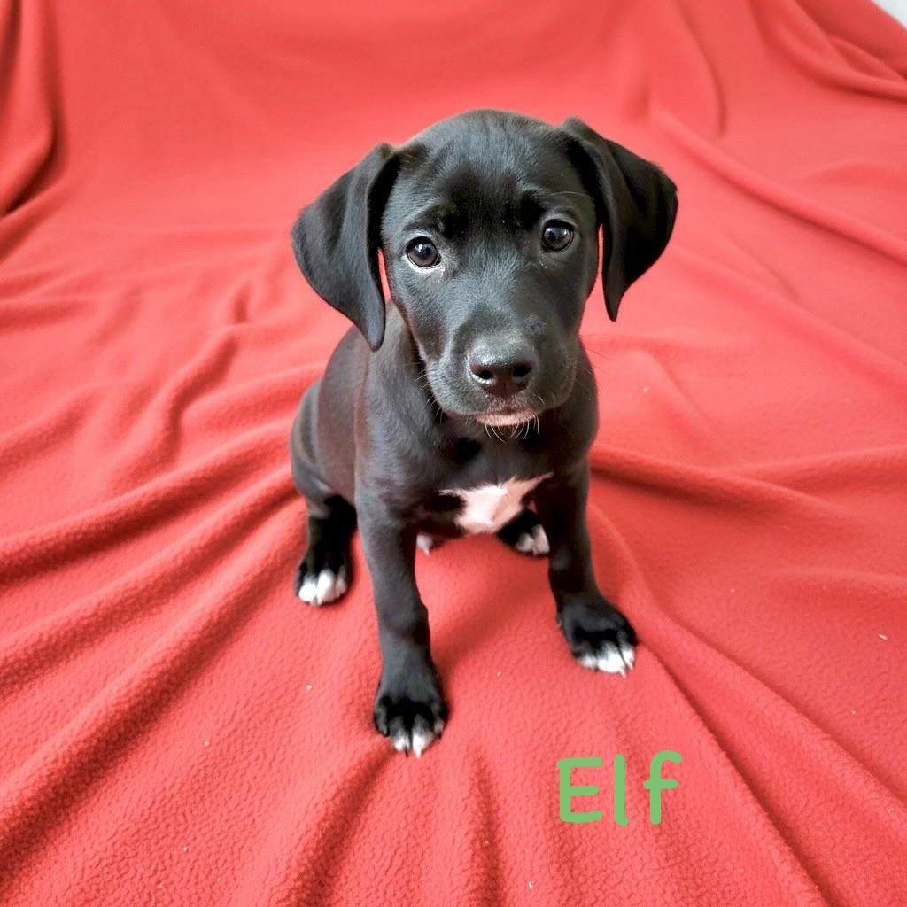 Elf , Adoptable, Puppy Male Terrier.