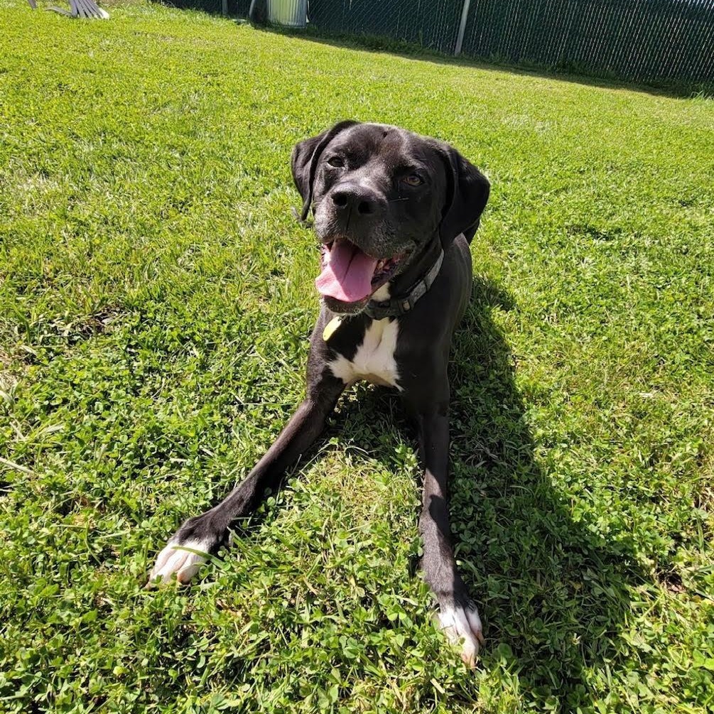 Enlarge Pacey, a Adoptable mixed breed in West Jefferson, OH image 2/4