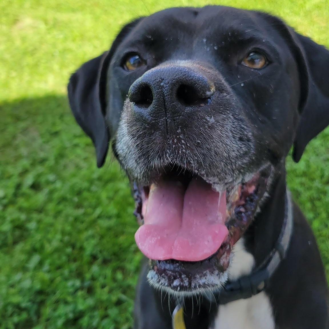 Enlarge Pacey, a Adoptable mixed breed in West Jefferson, OH image 4/4