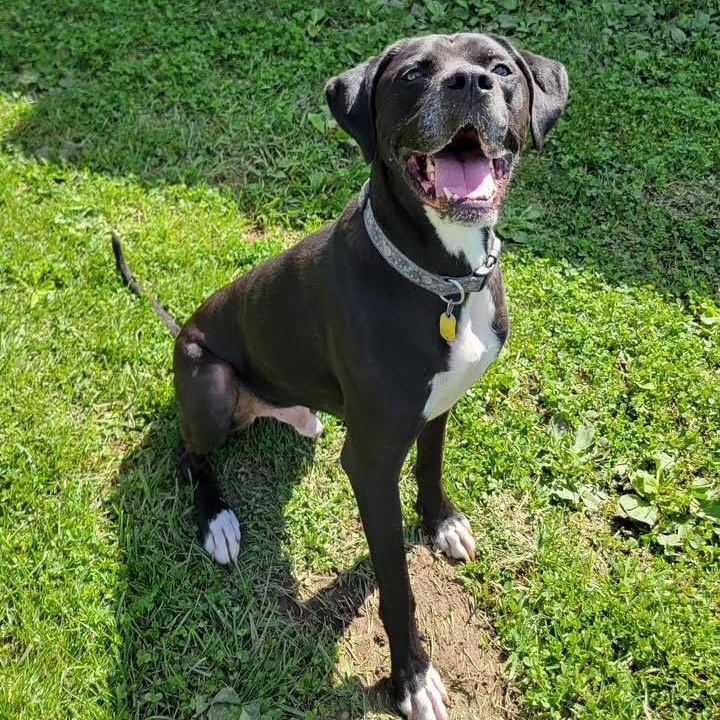 Pacey, Adoptable, Adult Male Black Labrador Retriever & Boxer.