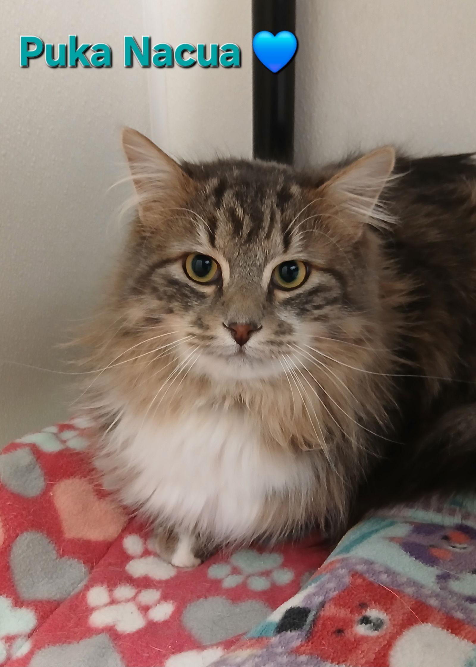 Puka Nacua, Adoptable, Adult Male Tabby & Domestic Long Hair.