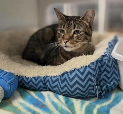 Turkey (Snickers) — thumbnail 3