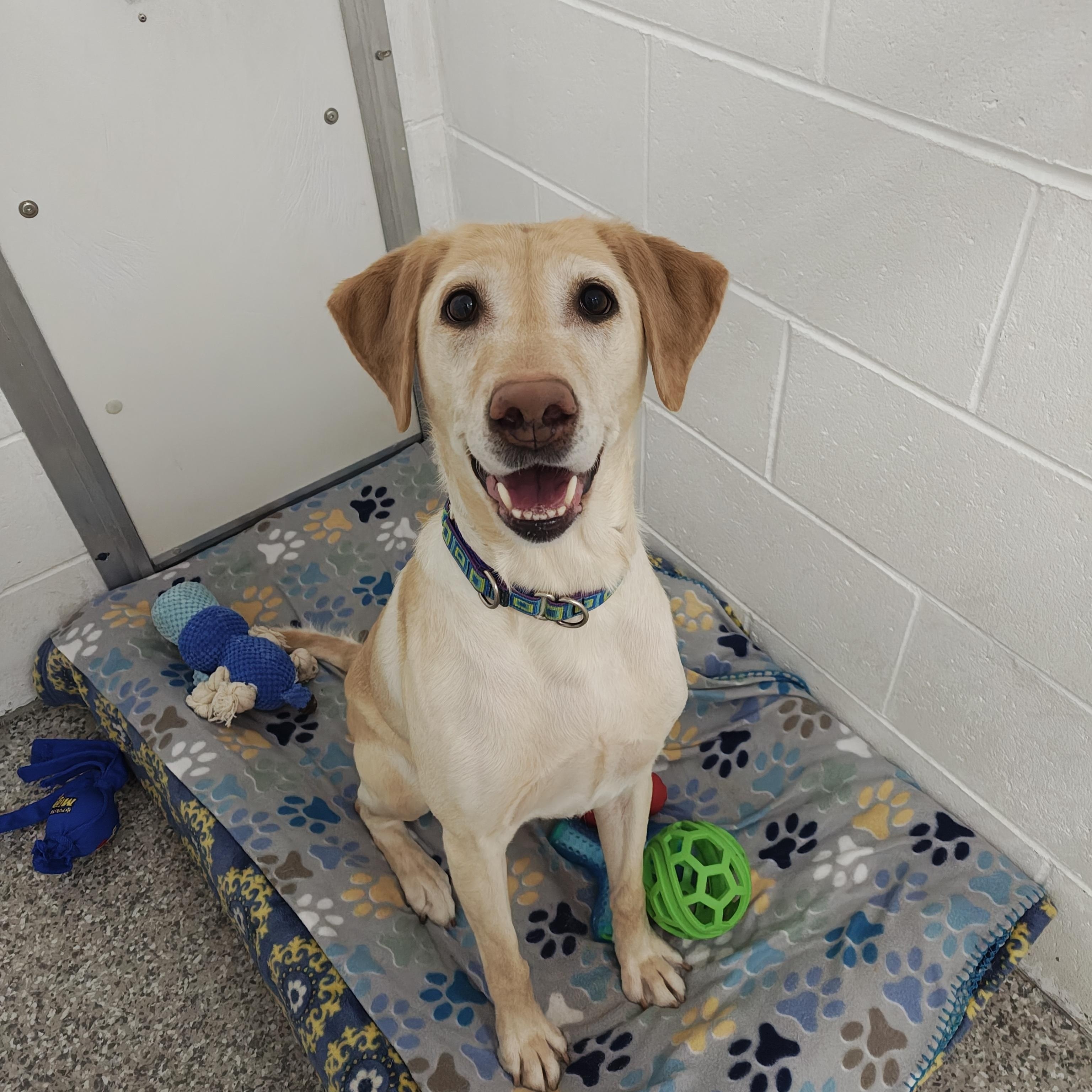 Enlarge Patricia, an adopted Labrador Retriever in Oconto, WI image 1/1