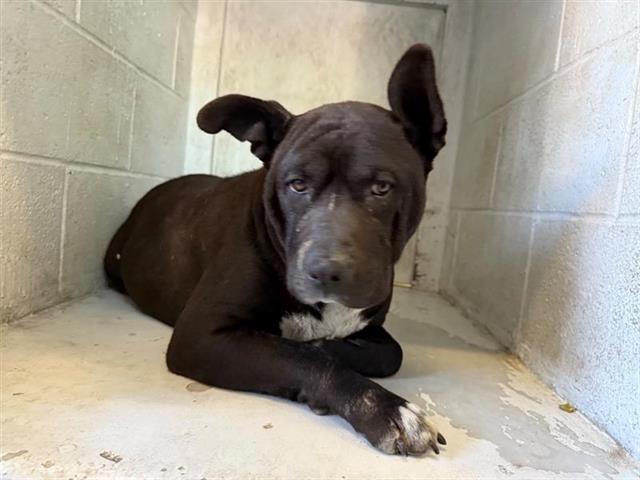 TREENA, Adoptable, Adult Female Labrador Retriever & Pit Bull Terrier.