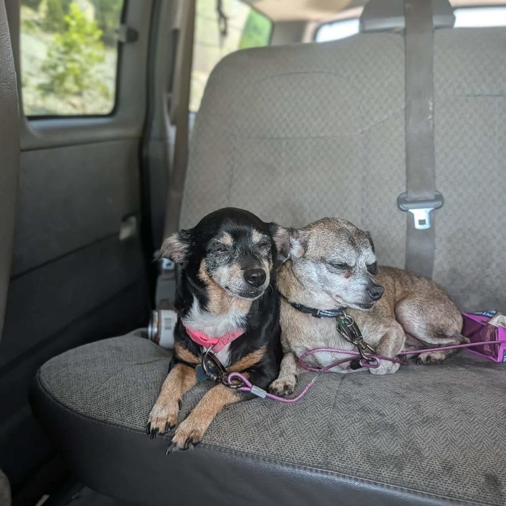 Enlarge Lil Bit, a Adoptable Chihuahua in Melbourne, KY image 1/4
