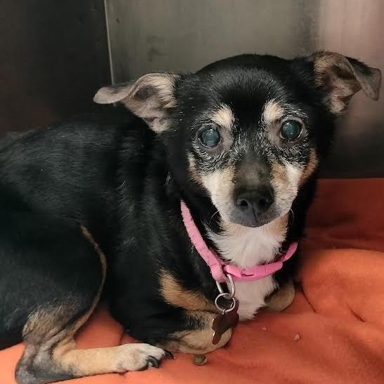 Enlarge Lil Bit, a Adoptable Chihuahua in Melbourne, KY image 2/4