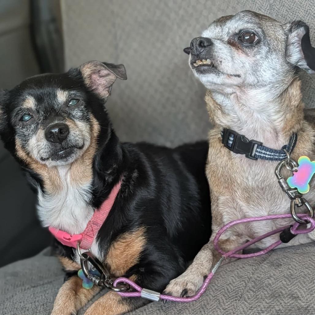 Enlarge Lil Bit, a Adoptable Chihuahua in Melbourne, KY image 3/4