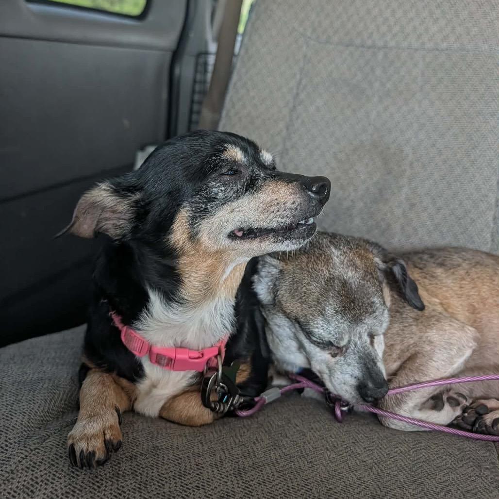 Enlarge Lil Bit, a Adoptable Chihuahua in Melbourne, KY image 4/4