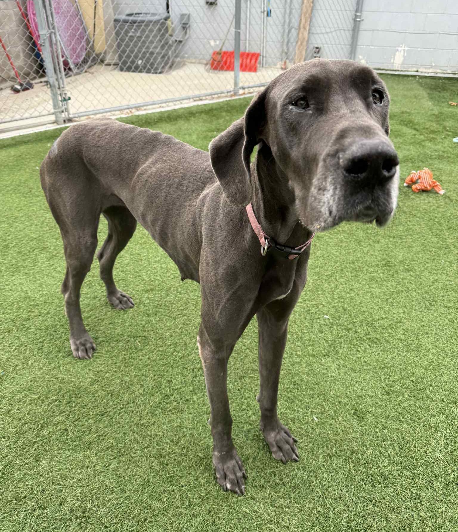 Enlarge Missy, a Adoptable Great Dane in Sparta, WI image 4/6