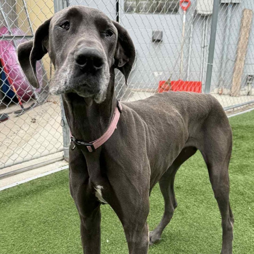 Enlarge Missy, a Adoptable Great Dane in Sparta, WI image 3/6