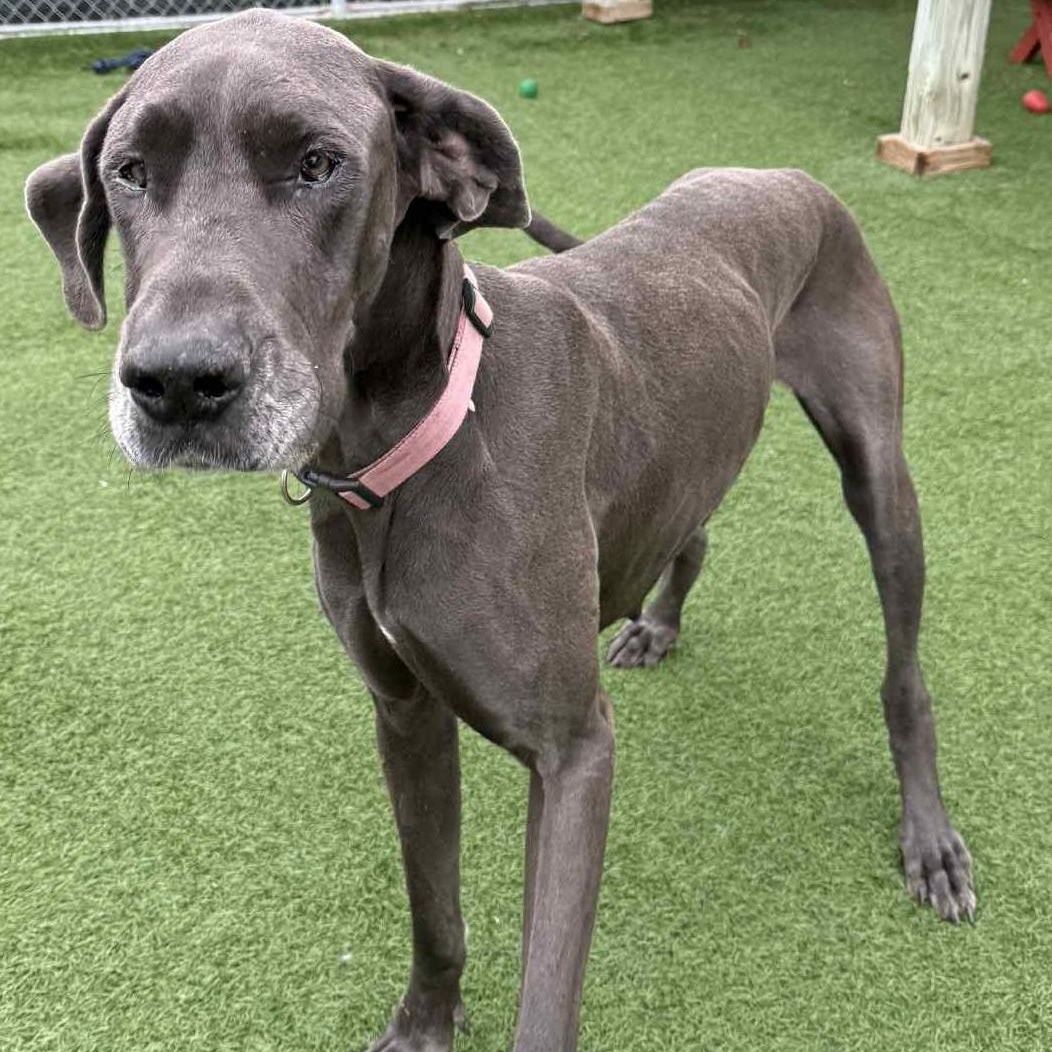 Enlarge Missy, a Adoptable Great Dane in Sparta, WI image 5/6