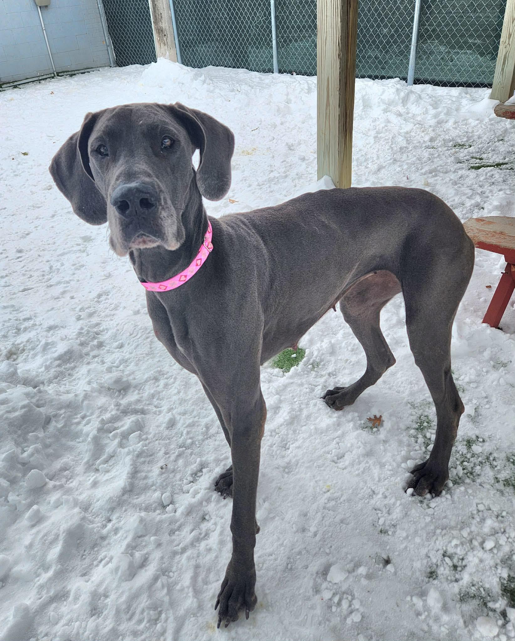 Enlarge Missy *SCROLL TO THE BOTTOM FOR OUR APPLICATION*, a Adoptable Great Dane in Sparta, WI image 2/6