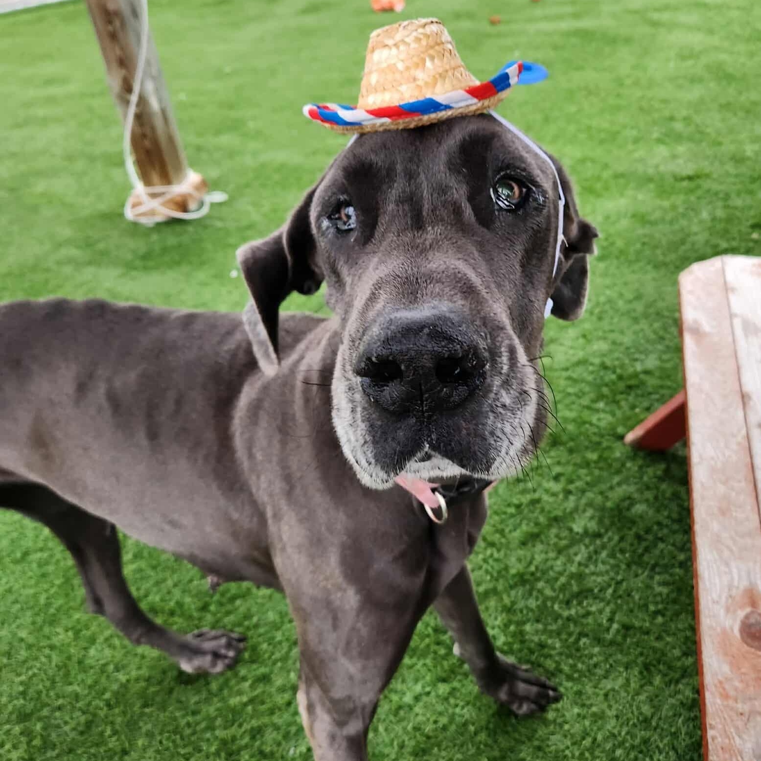 Enlarge Missy, a Adoptable Great Dane in Sparta, WI image 6/6