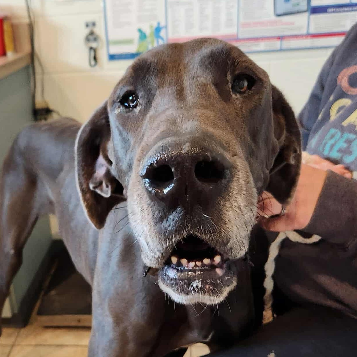 Enlarge Missy, a Adoptable Great Dane in Sparta, WI image 2/6