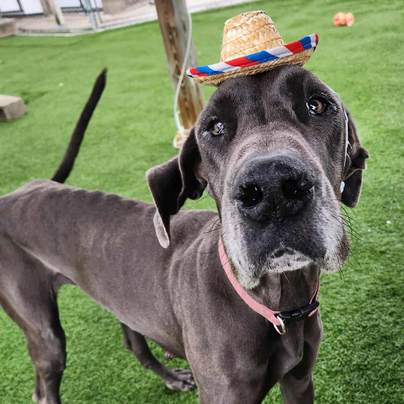 Enlarge Missy, a Adoptable Great Dane in Sparta, WI image 1/6