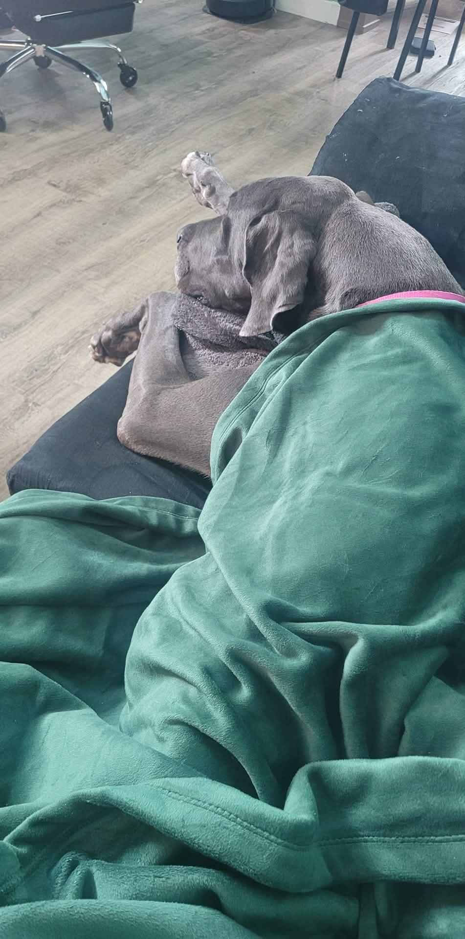 Enlarge Missy *SCROLL TO THE BOTTOM FOR OUR APPLICATION*, an adopted Great Dane in Sparta, WI image 6/6