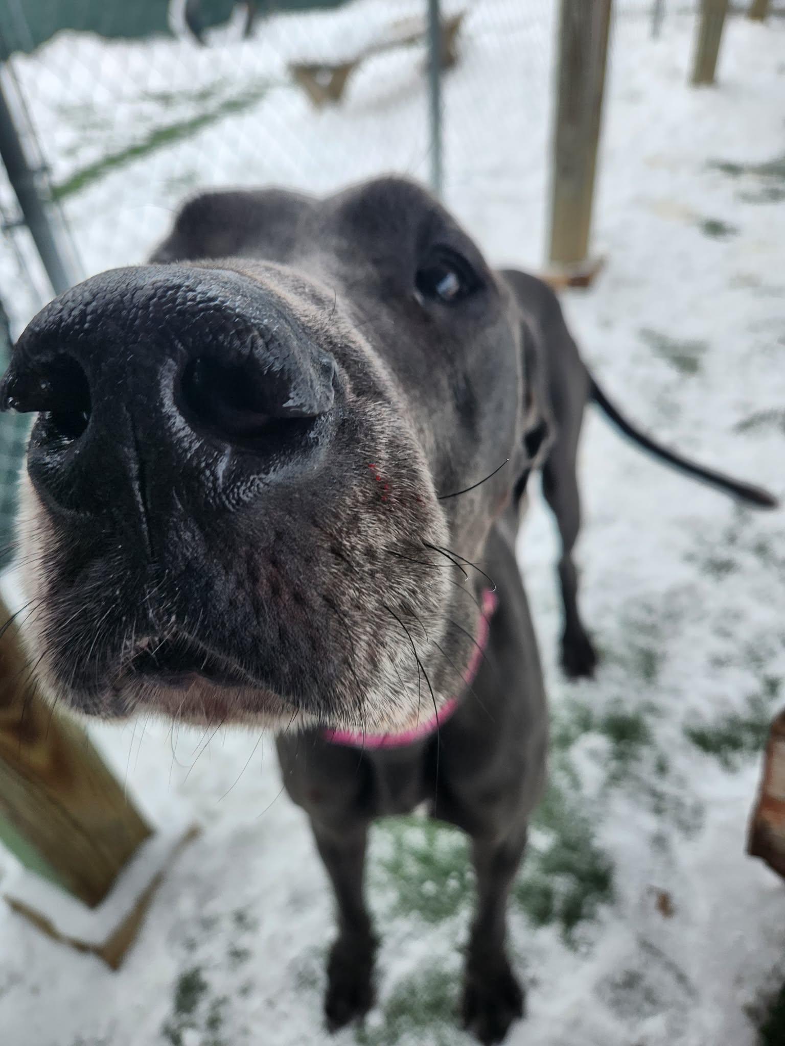 Enlarge Missy *SCROLL TO THE BOTTOM FOR OUR APPLICATION*, a Adoptable Great Dane in Sparta, WI image 6/6