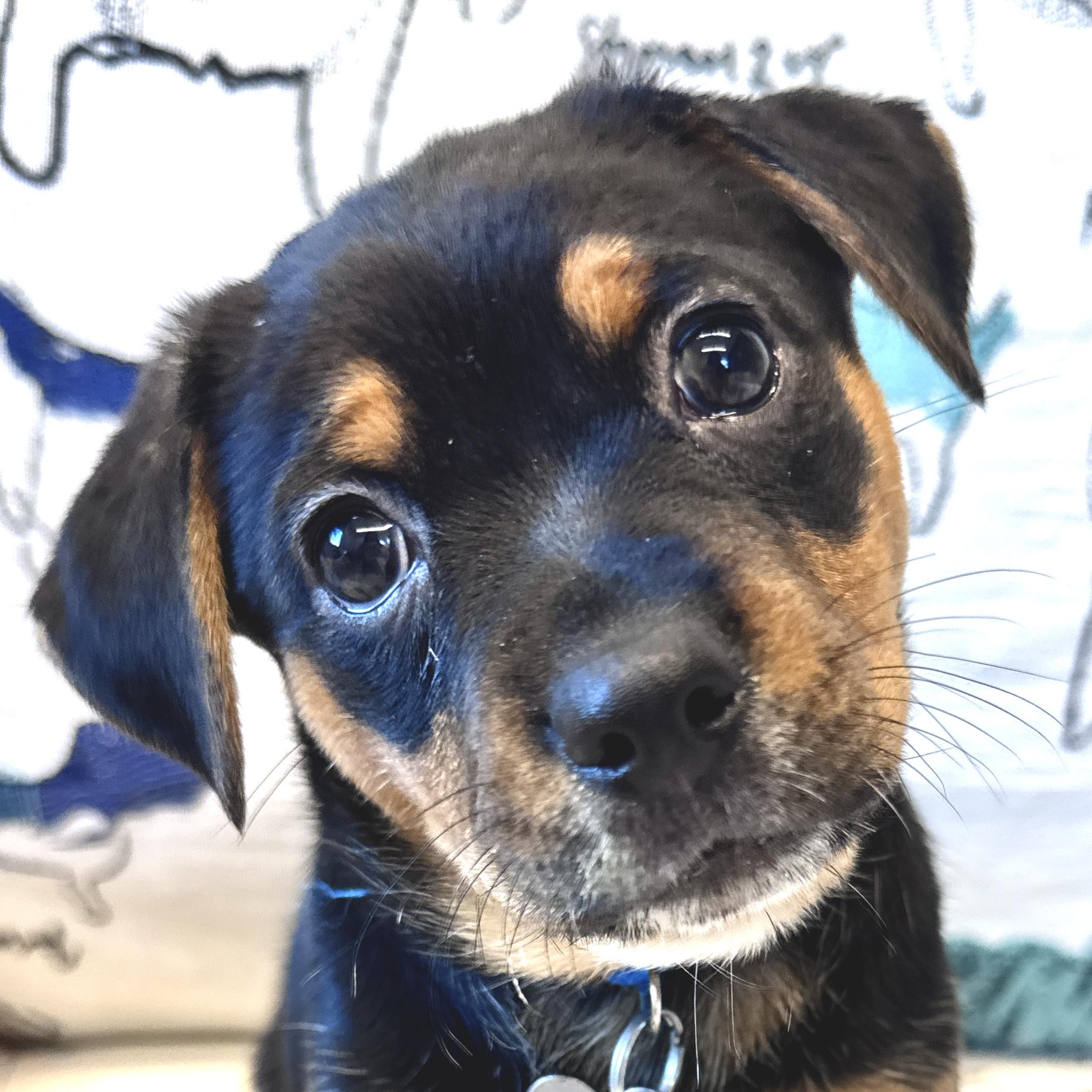 Pearl, adoptable, Puppy Female Puggle & Mixed Breed.