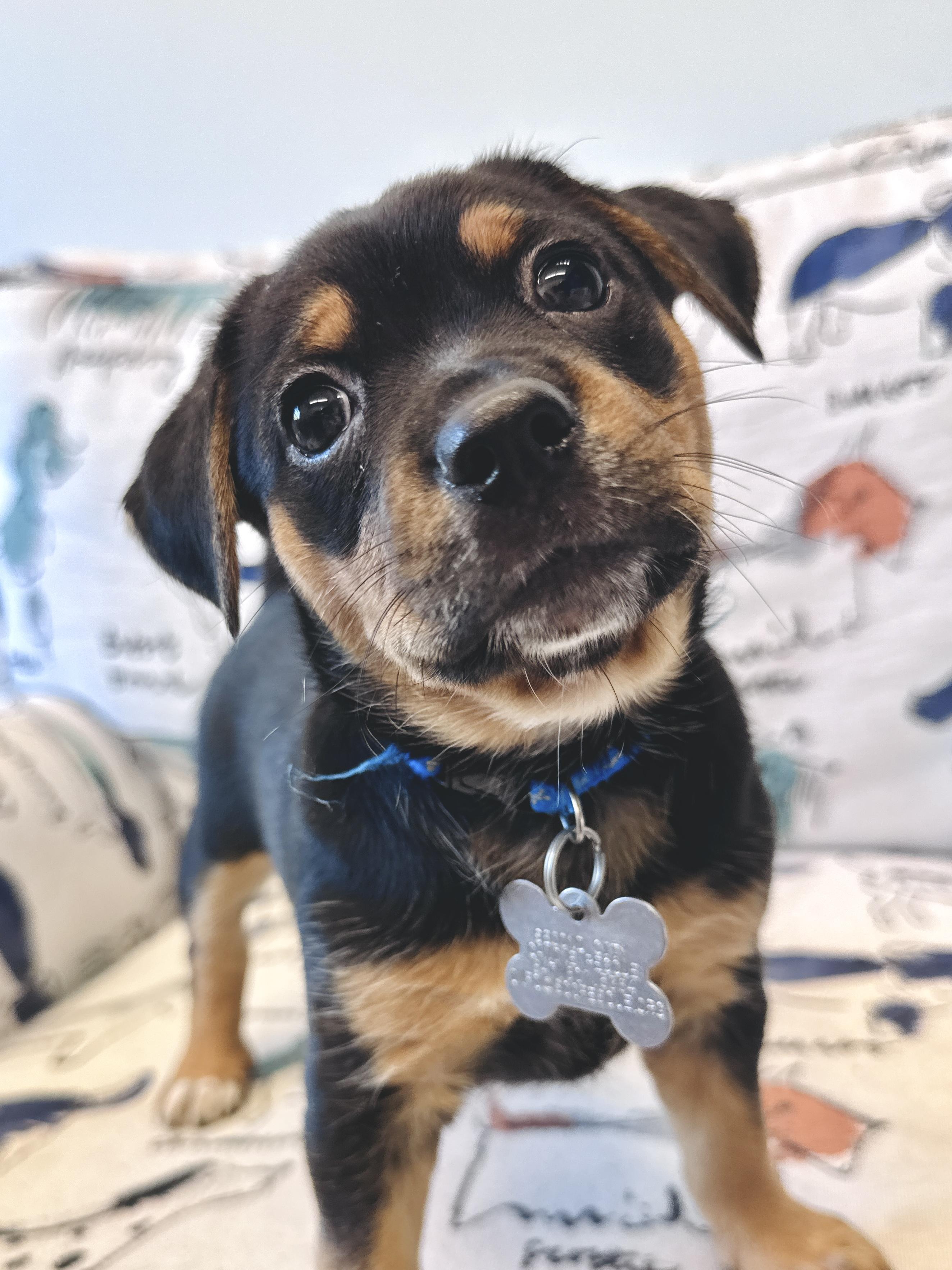 Pearl, an adoptable mixed breed in Palatine, IL image 4/6