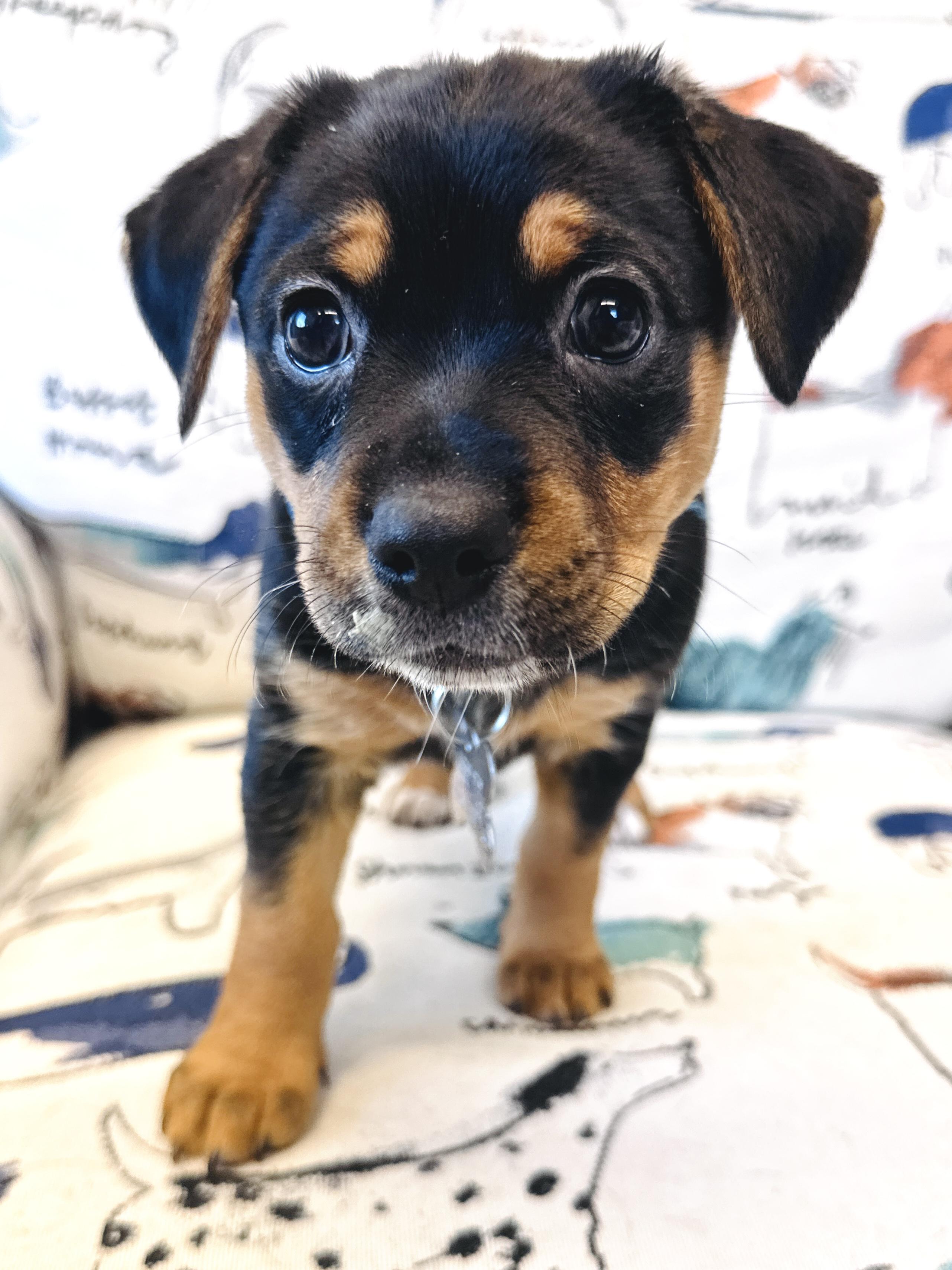 Pearl, an adoptable mixed breed in Palatine, IL image 5/6