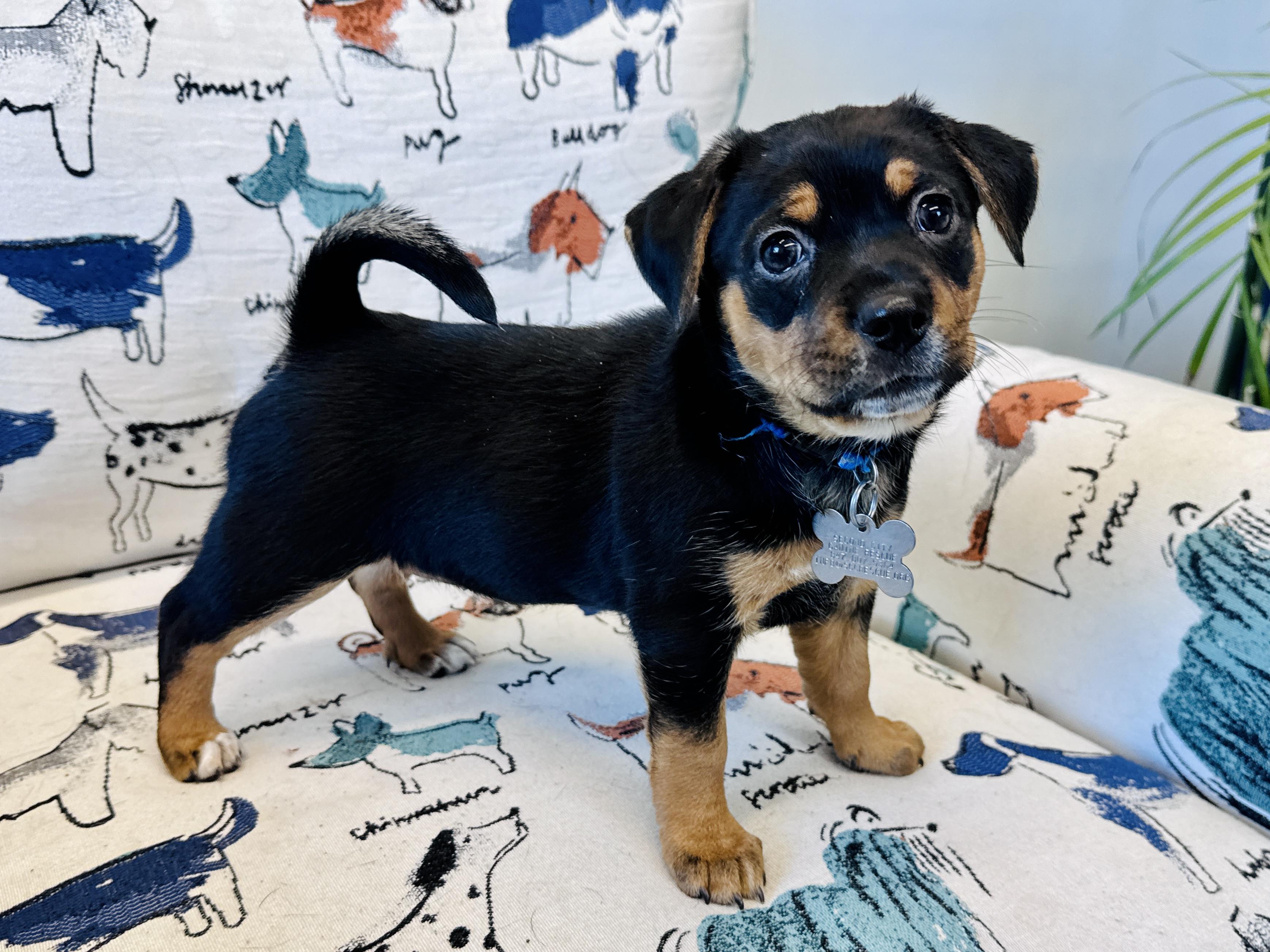 Pearl, an adoptable mixed breed in Palatine, IL image 3/6