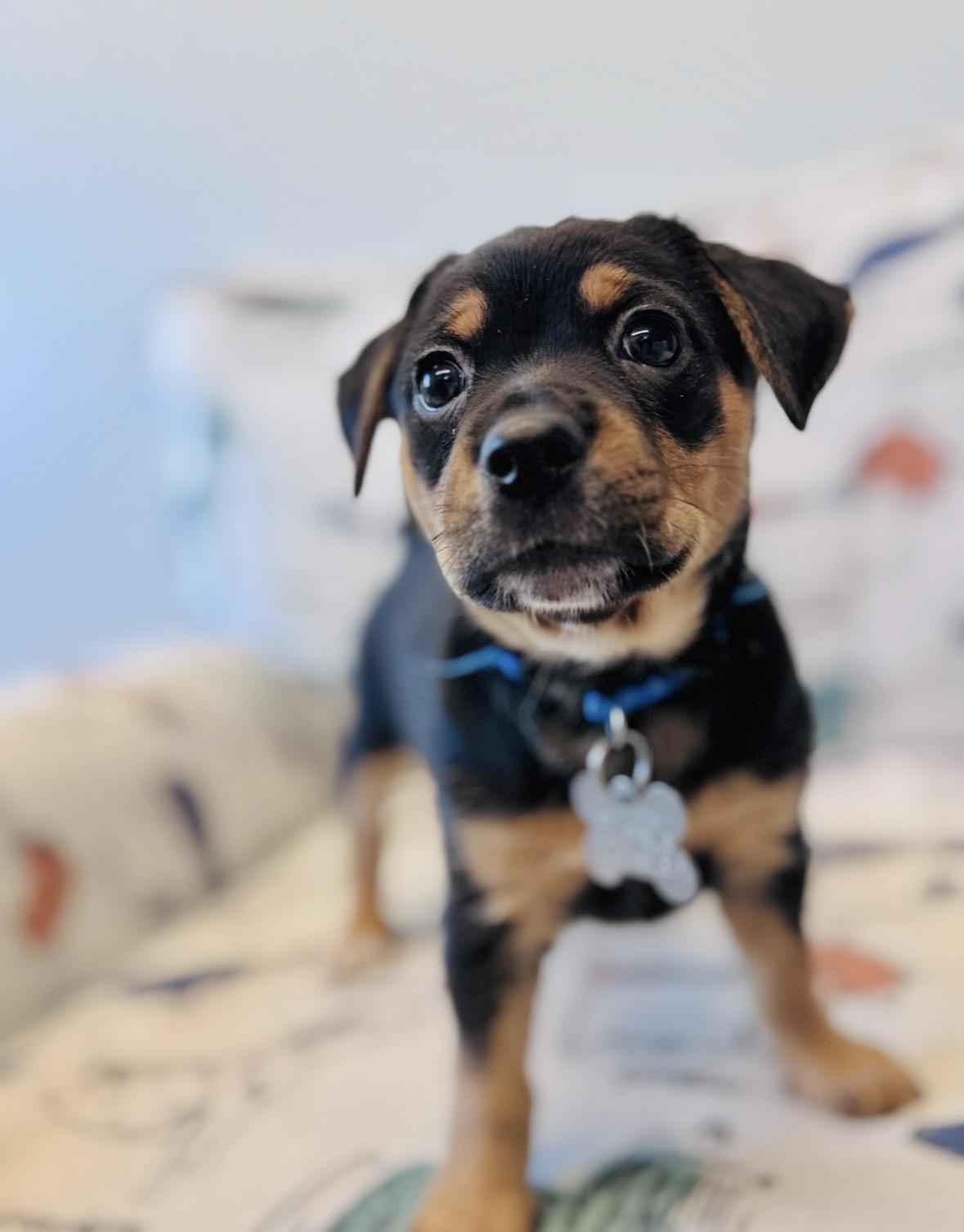 Pearl, an adoptable mixed breed in Palatine, IL image 6/6