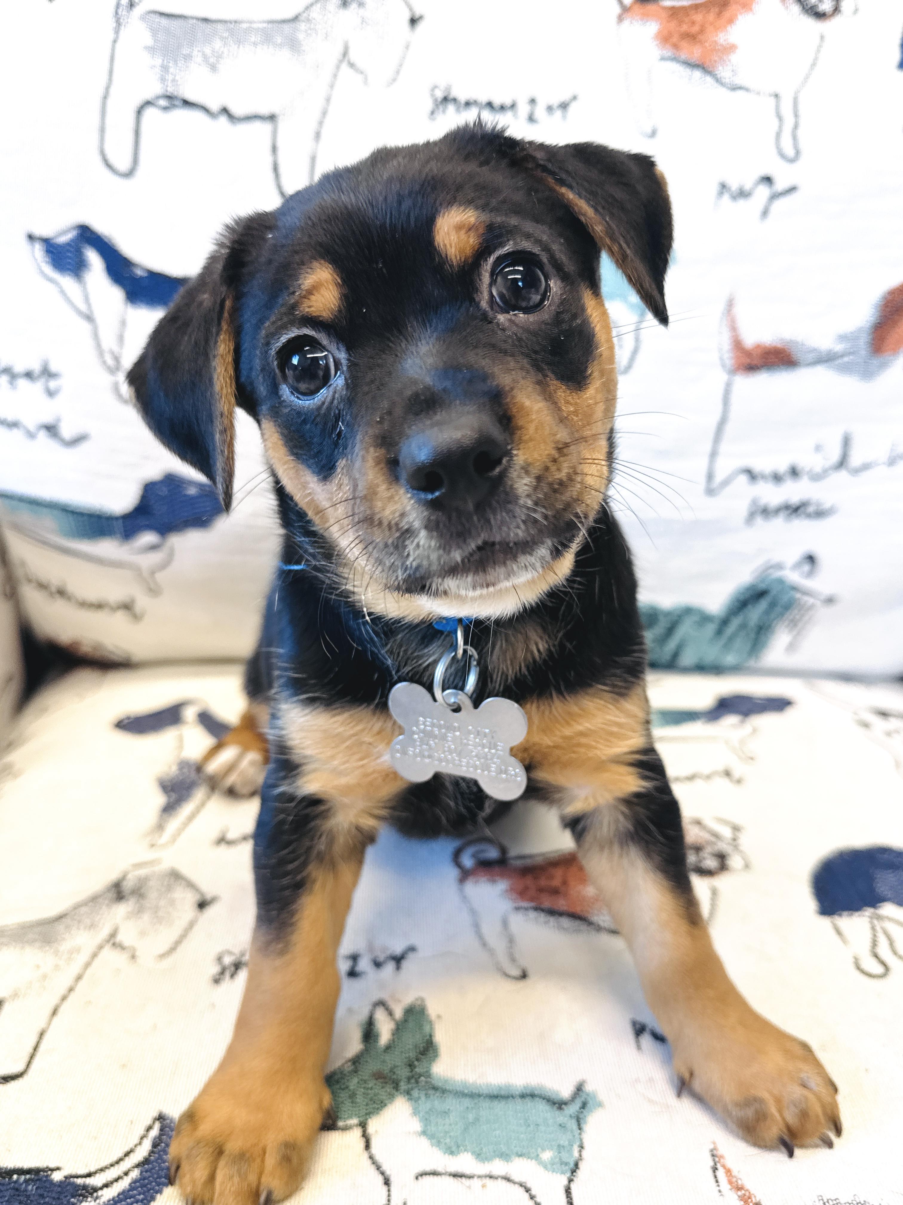 Pearl, an adoptable mixed breed in Palatine, IL image 2/6