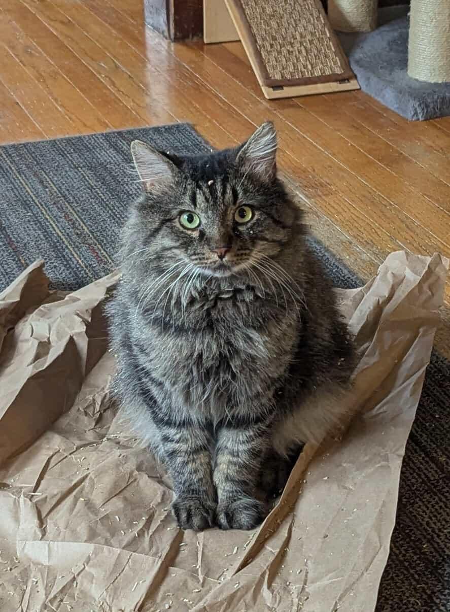 Moose, ADOPTABLE, Adult Male Domestic Long Hair.