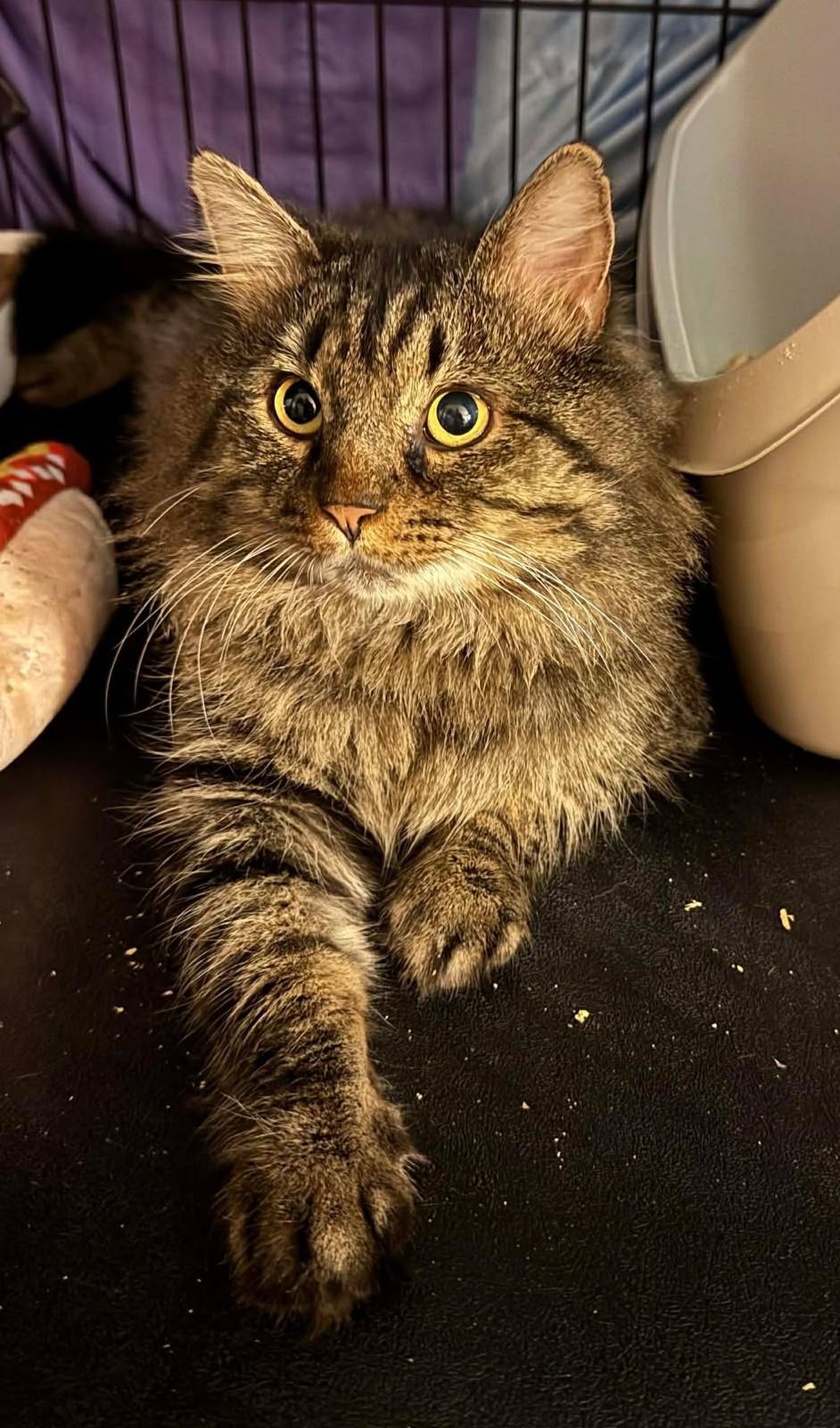 Enlarge Moose, a ADOPTABLE Domestic Long Hair in Roslindale, MA image 2/4