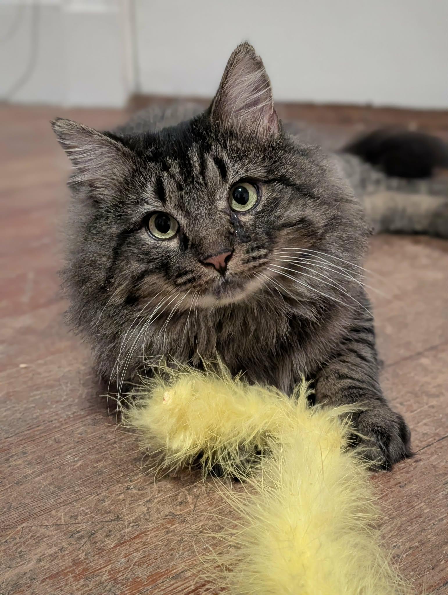 Enlarge Moose, a ADOPTABLE Domestic Long Hair in Roslindale, MA image 4/4
