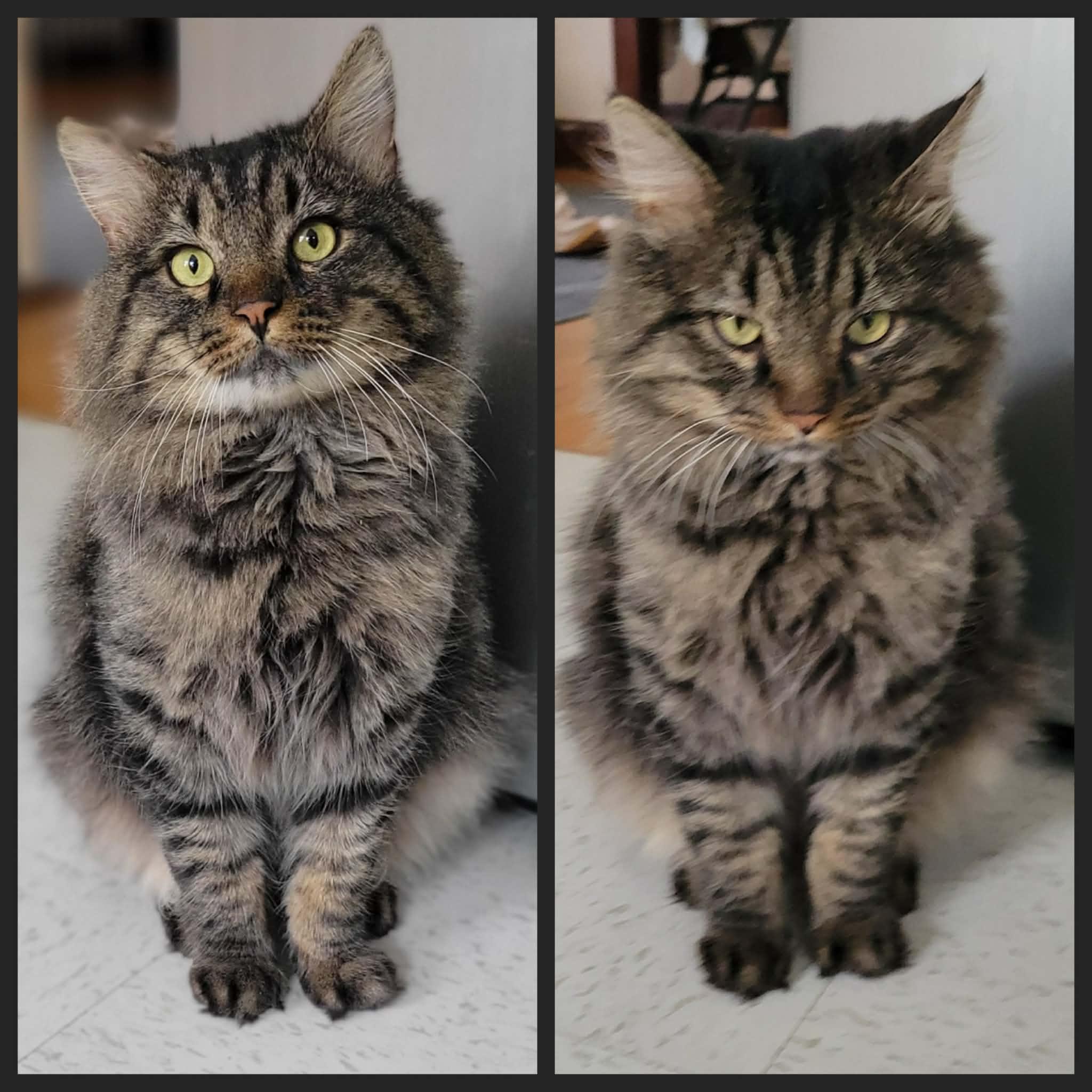 Enlarge Moose, a ADOPTABLE Domestic Long Hair in Roslindale, MA image 3/4