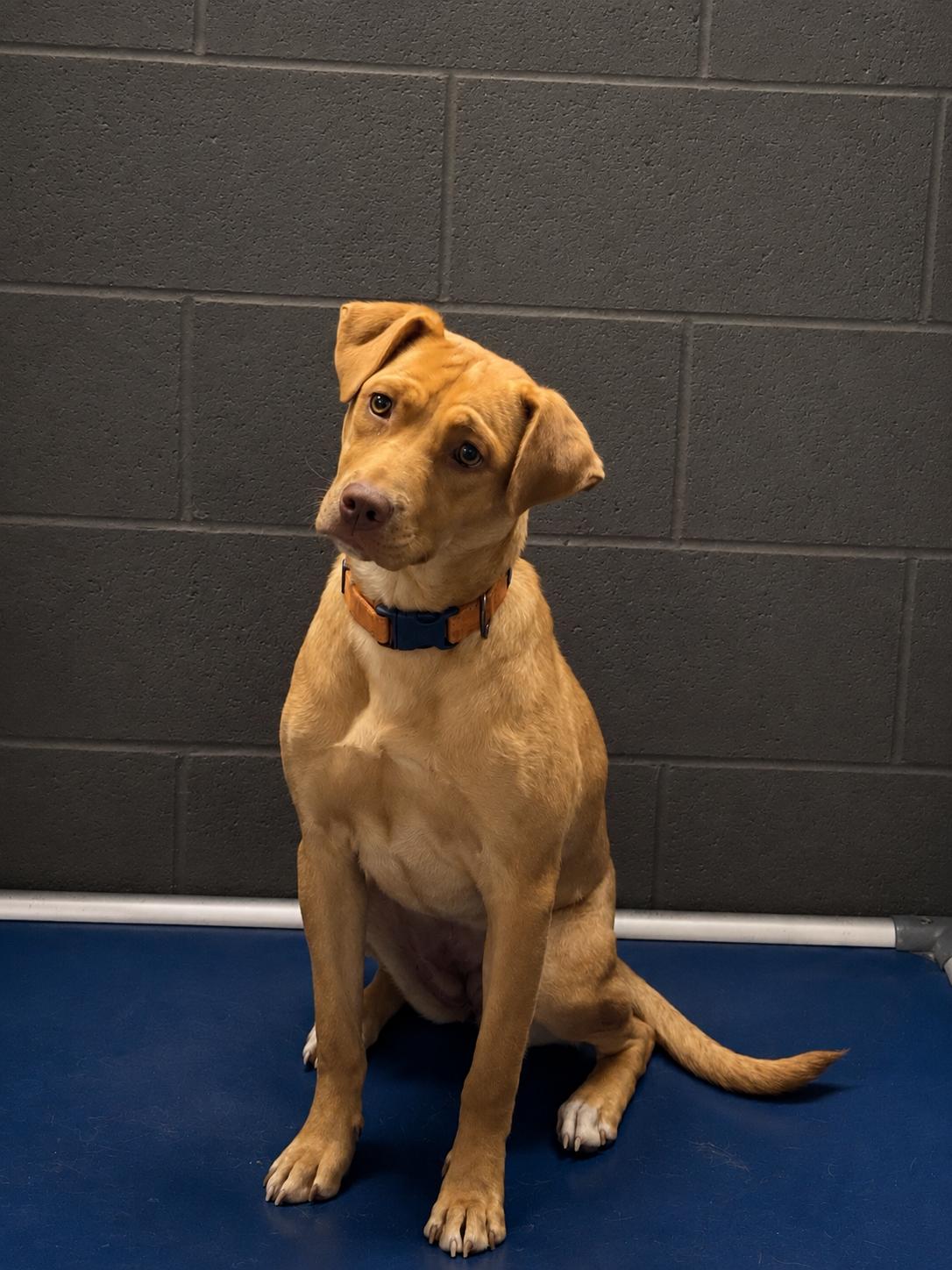 Enlarge Amelia Rose, an adopted Mixed Breed in Lacon, IL image 1/1