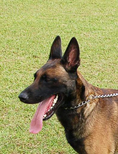 KLAUS AD 09-08-25, a Adoptable Belgian Shepherd / Malinois in Preston, CT image 1/5