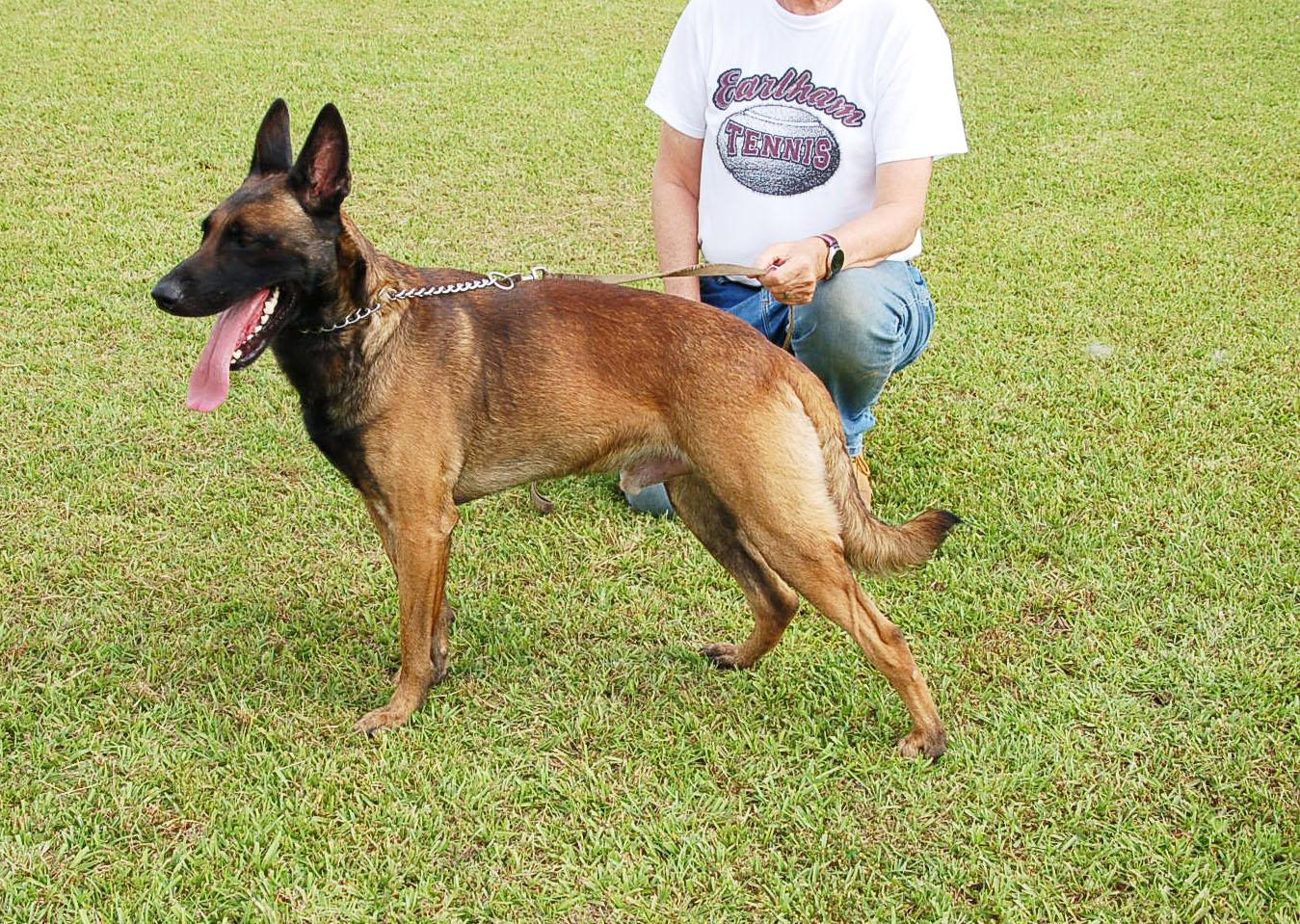 KLAUS AD 09-08-25, a Adoptable Belgian Shepherd / Malinois in Preston, CT image 3/5