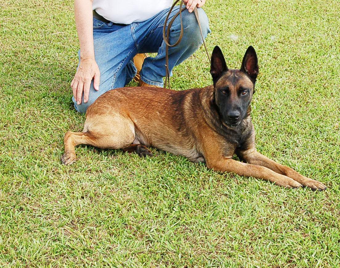 KLAUS AD 09-08-25, a Adoptable Belgian Shepherd / Malinois in Preston, CT image 4/5