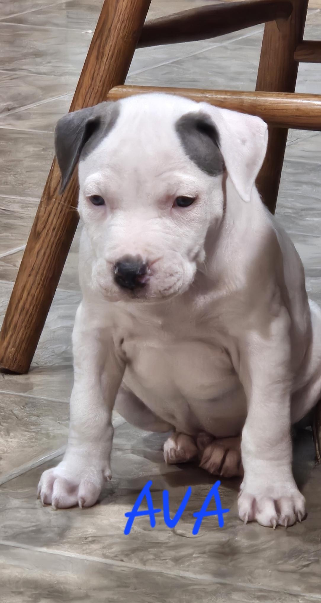 Enlarge Ava, a ADOPTABLE mixed breed in Momence, IL image 1/1