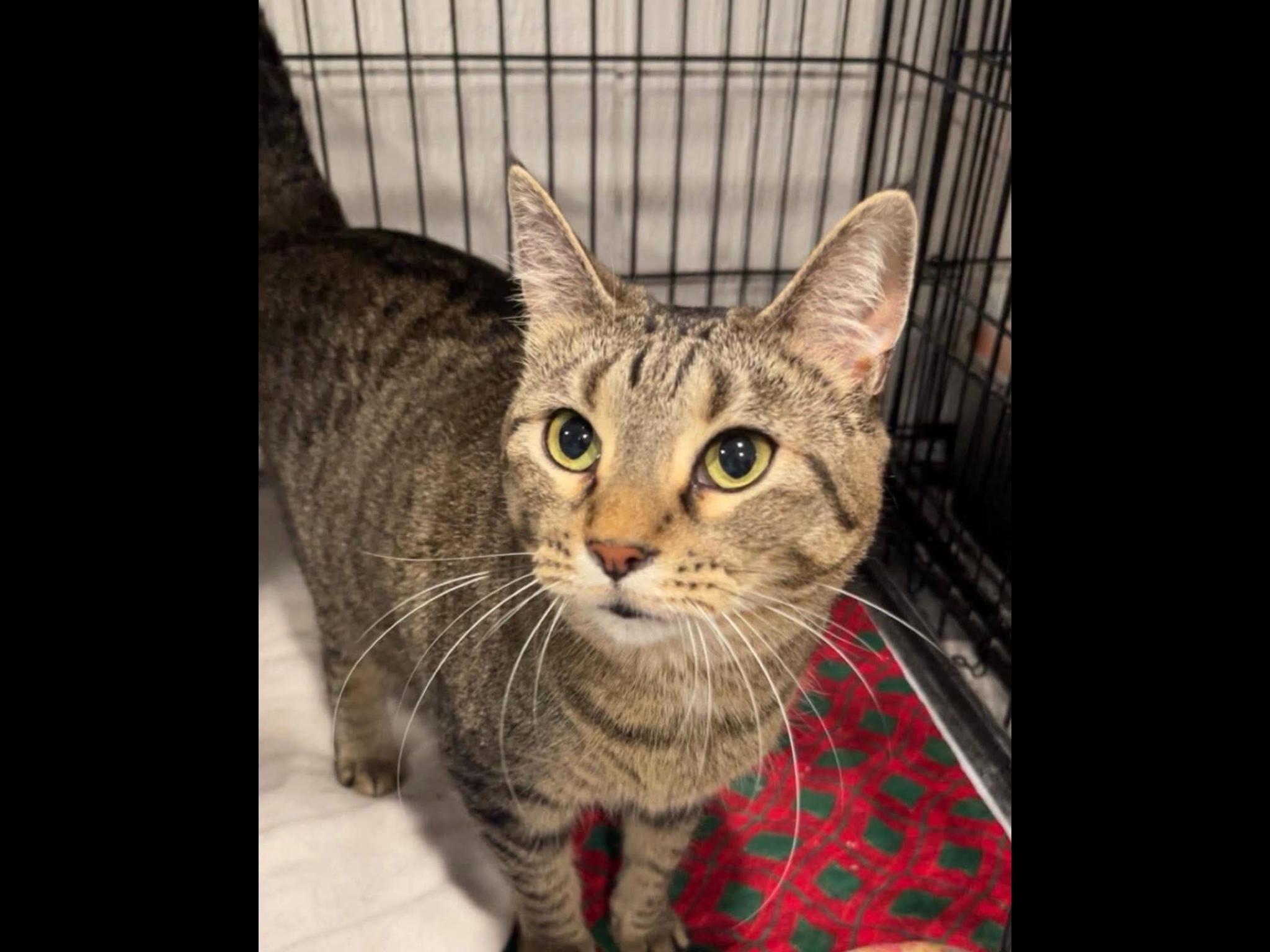 Emily, adopted, Adult Female Domestic Short Hair.