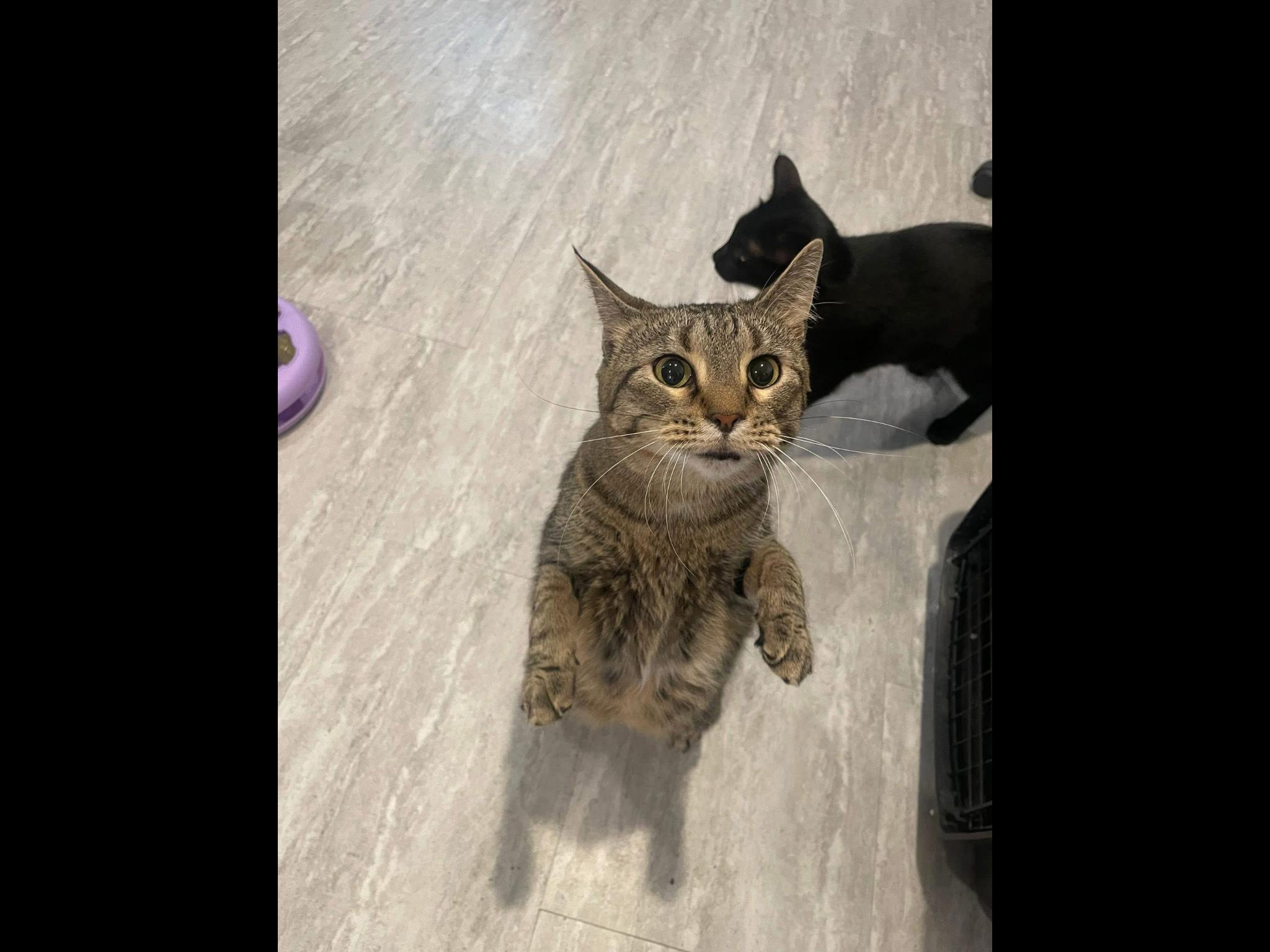 Emily, an adopted Domestic Short Hair in Dover, TN image 2/2
