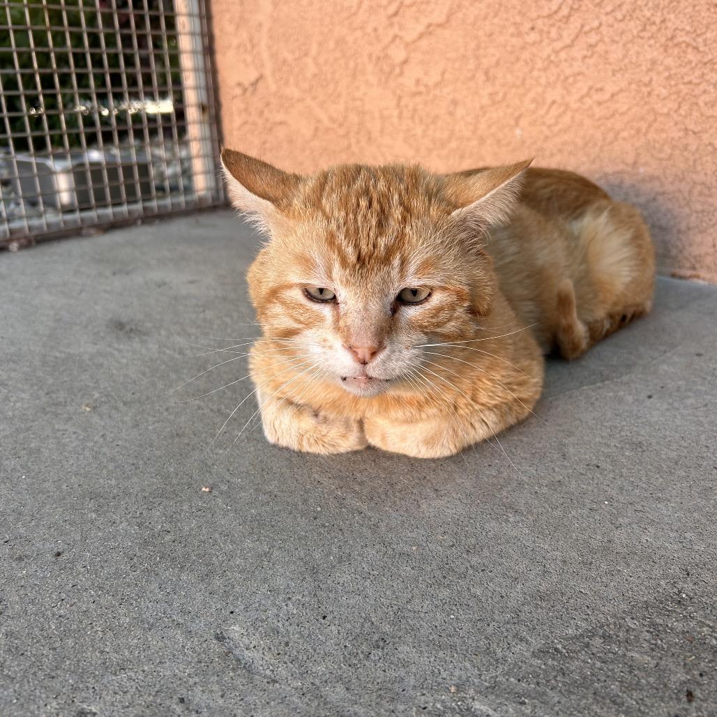 Nacho, a Adoptable Domestic Short Hair in Fresno, CA image 1/4