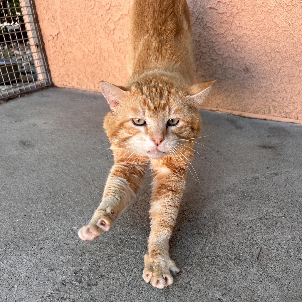 Nacho, a Adoptable Domestic Short Hair in Fresno, CA image 2/4