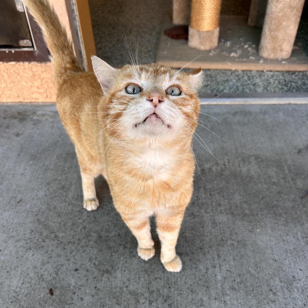 Nacho, a Adoptable Domestic Short Hair in Fresno, CA image 3/4