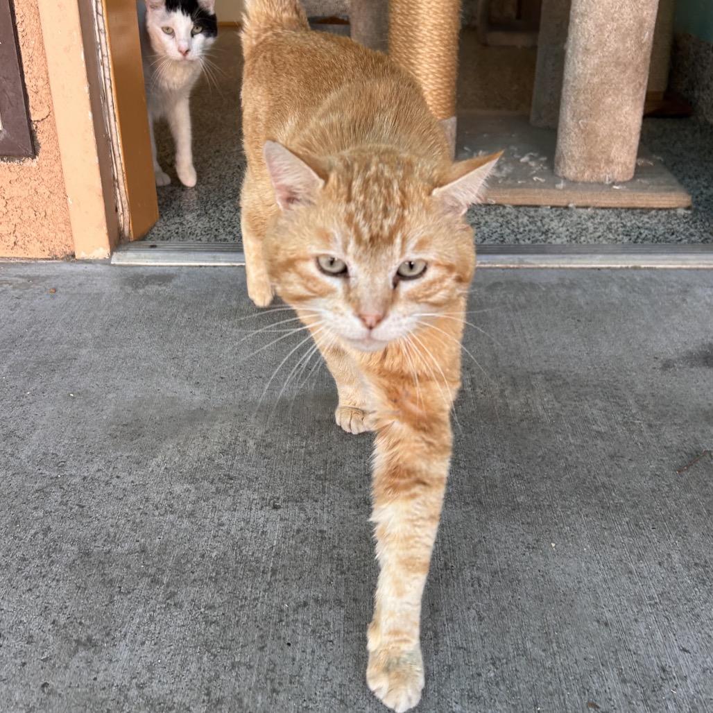 Nacho, a Adoptable Domestic Short Hair in Fresno, CA image 4/4