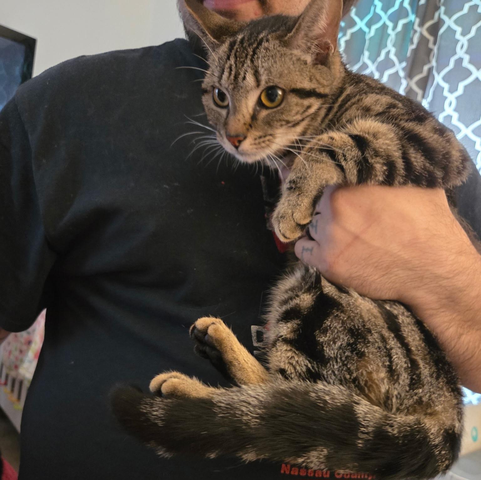 Enlarge Runtz, a ADOPTABLE mixed breed in Amsterdam, NY image 2/5