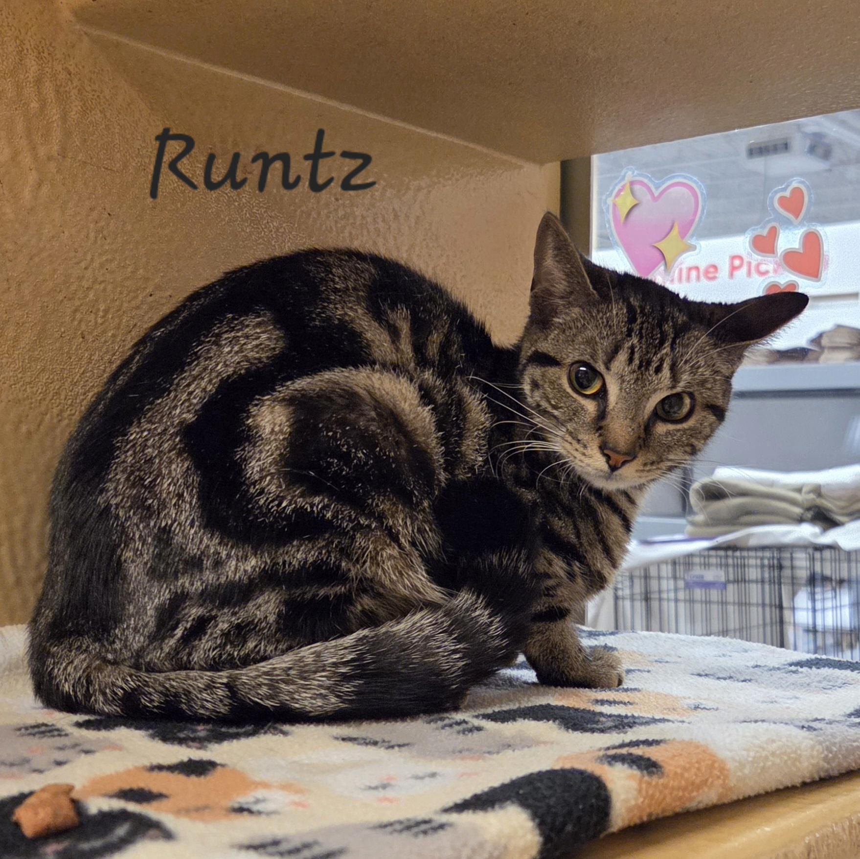Enlarge Runtz, a ADOPTABLE mixed breed in Amsterdam, NY image 1/5