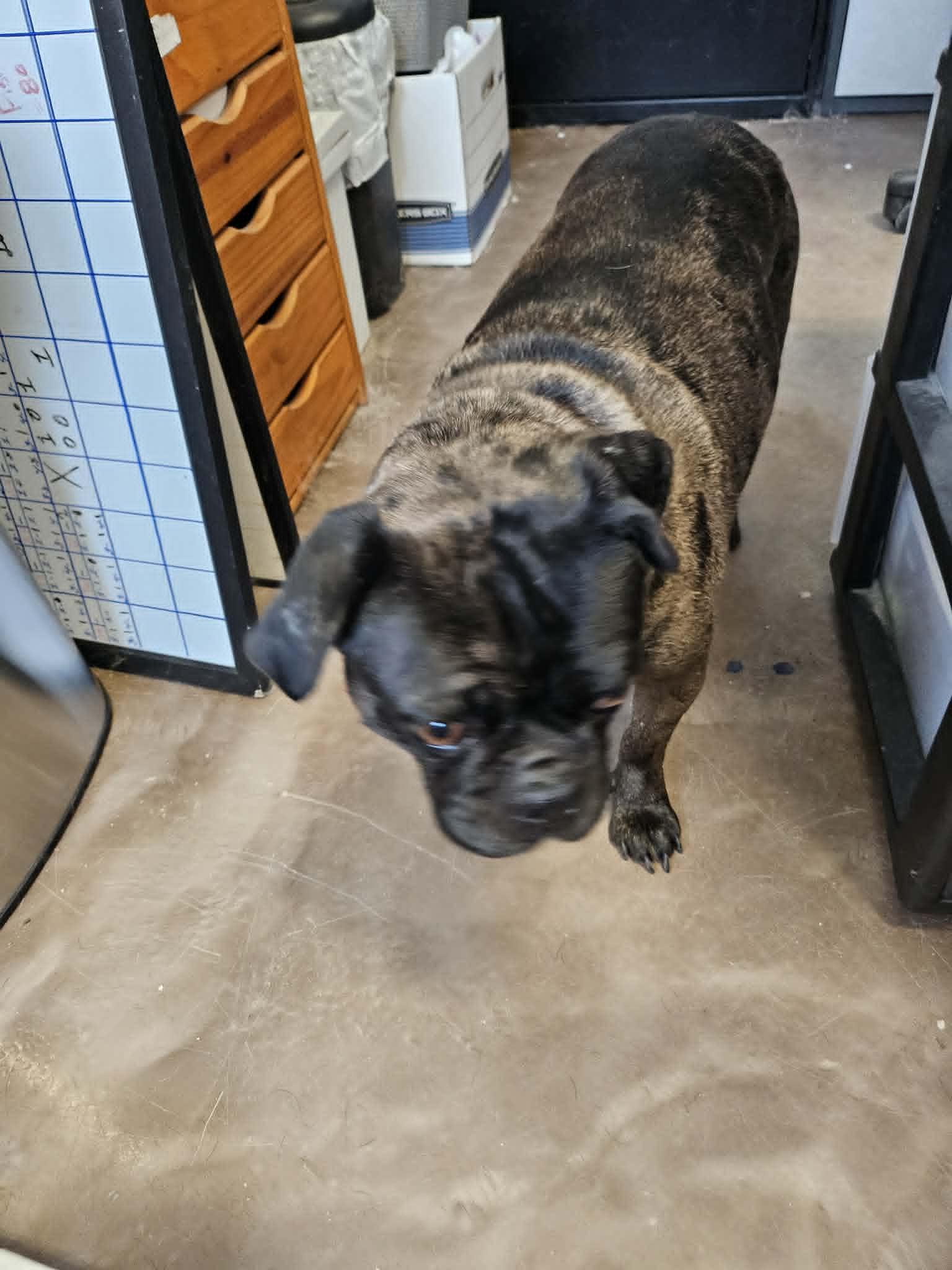 Connie, ADOPTABLE, Adult Female Pug.